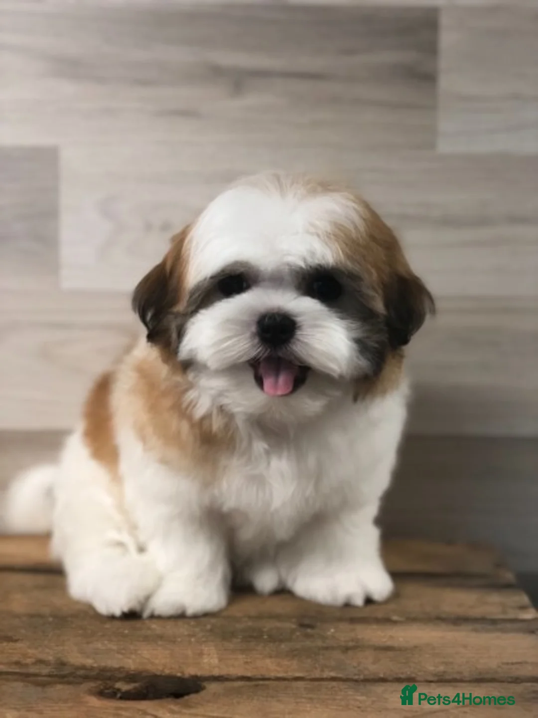 Maltese dogs for stud: PROVEN STUNNING SMALL KC MALTESE FOR STUD in Wigan - Advert 12