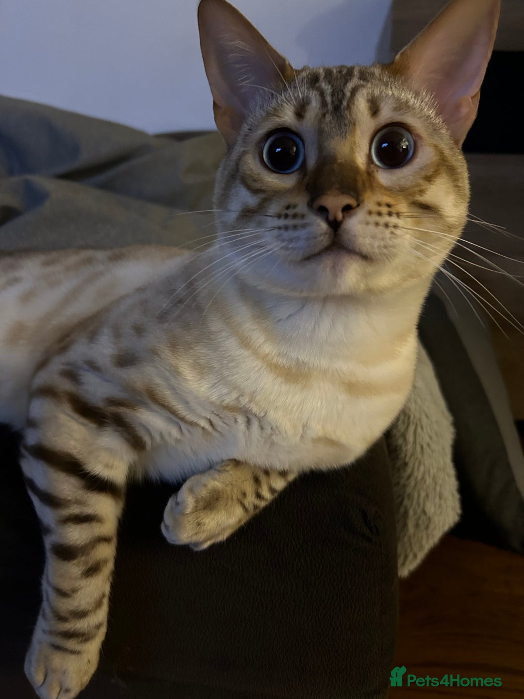 Bengal cats for stud: Beautiful bengal for stud in Hull - Image 11