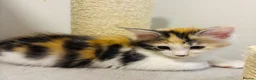 Maine Coon cats for sale: READY TO GO! Maine coon kittens  - Advert 8