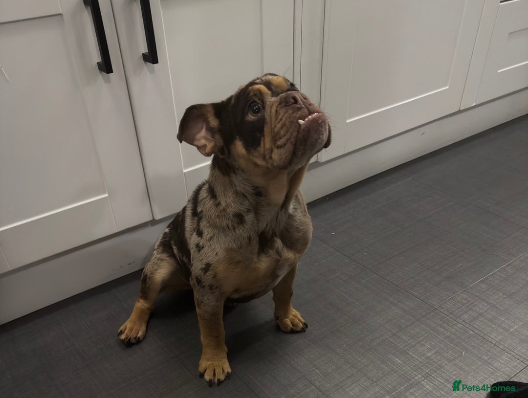 English Bulldog dogs for sale: Chocolate Tri Merle English Bulldog - Advert 8