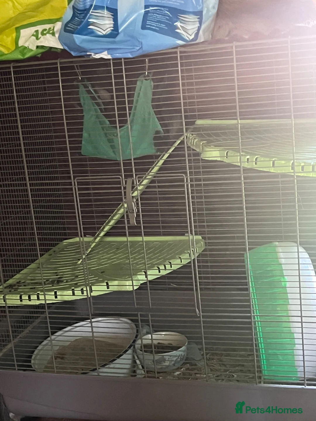 Chinchilla rodents for sale: Chinchilla  - Advert 2