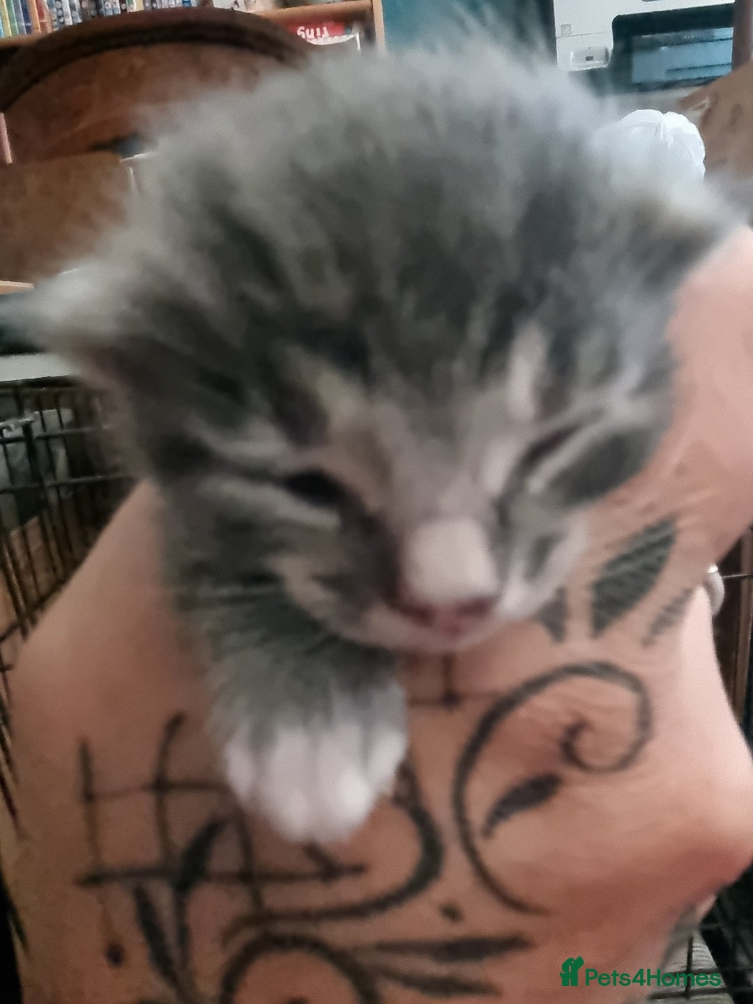 Maine Coon cats for sale: Main coon/ British short hair mix - Image 5