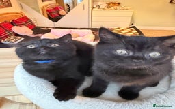 British Shorthair cats for sale: 🐱Last fluffy  British Shorthair Boy🐱 - Advert 10