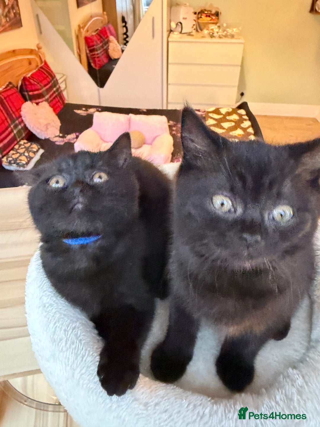 British Shorthair cats for sale: 🐱Last fluffy  British Shorthair Boy🐱 - Advert 10