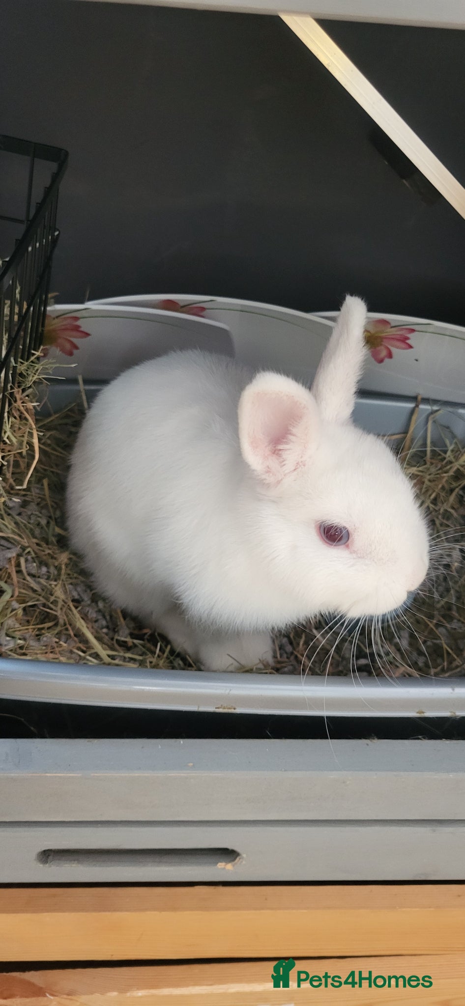 Netherland Dwarf rabbits Free dwarf Rabbit only 6 months old  - Advert 4