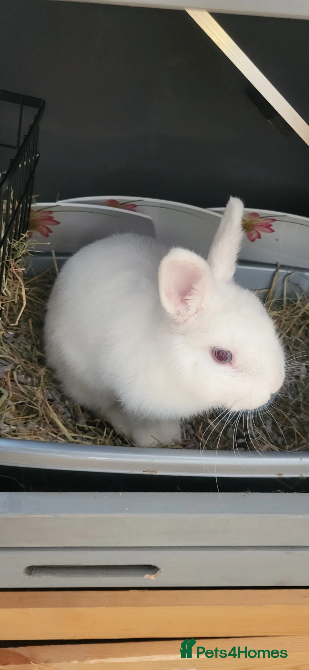 Netherland Dwarf rabbits for sale: Free dwarf Rabbit only 6 months old  in Ilford - Advert 1