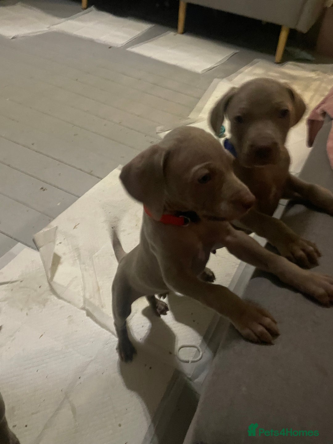 Weimaraner dogs for sale: KC registered Silver puppies - Advert 19