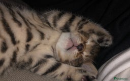 Bombay cats for sale: 3 little boy kittens - Image 2