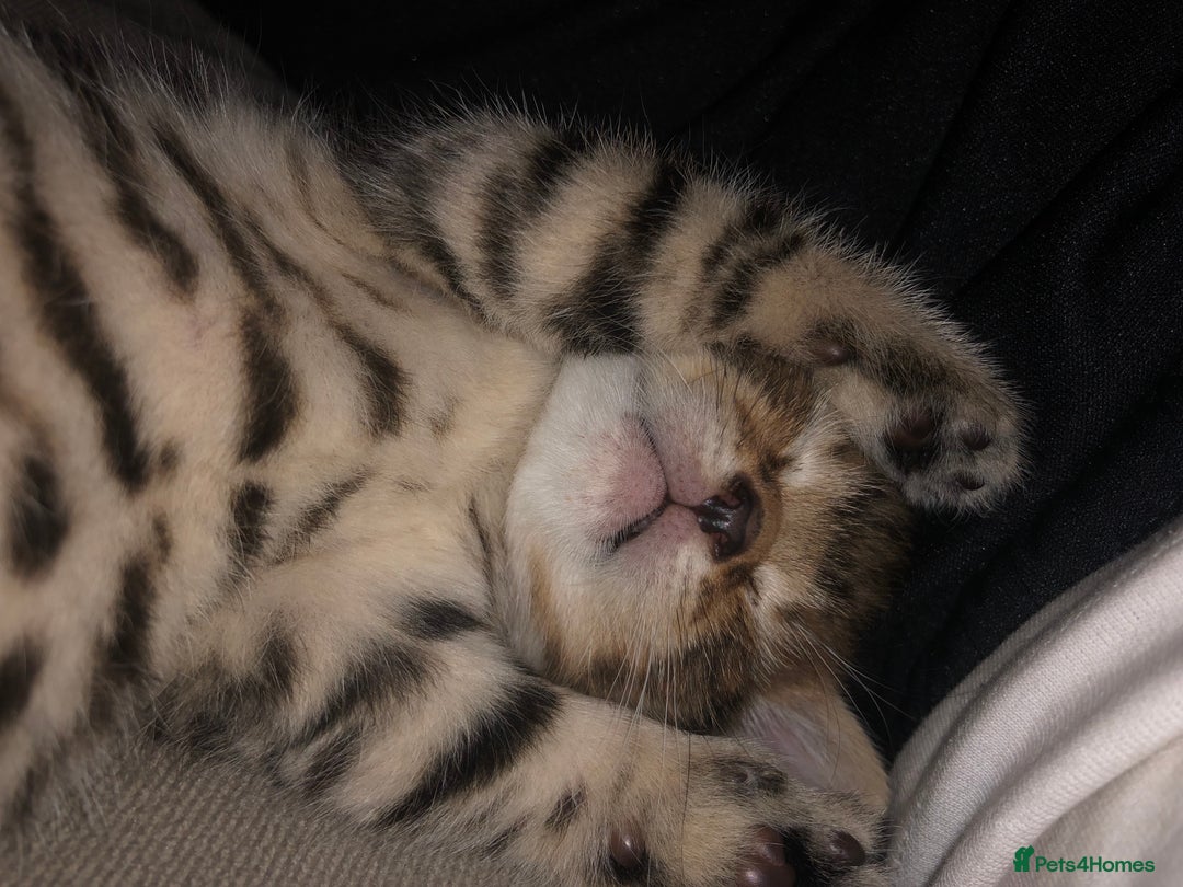 Bombay cats for sale: 3 little boy kittens - Image 2
