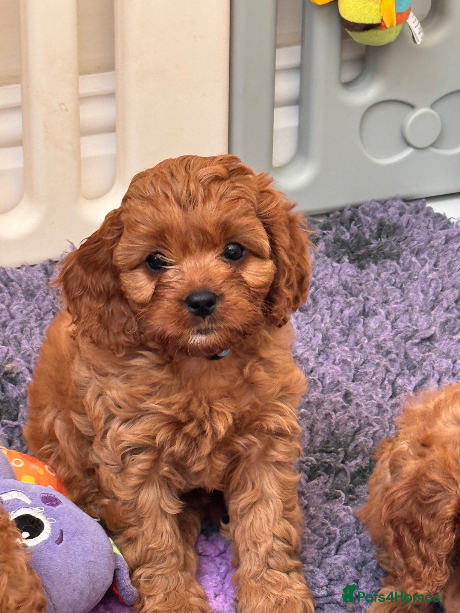 Cavapoo dogs F1 Cavapoo - Advert 1