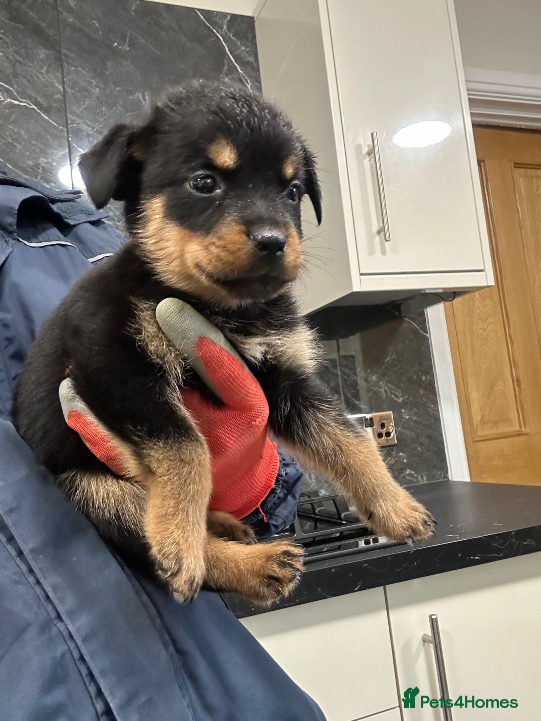 Rottweiler dogs for sale: Rottweiler puppies For sale  - Image 12