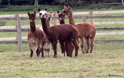 Alpaca livestock for sale: Mini Herd of Alpacas  - Advert 2