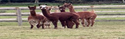 Alpaca livestock for sale: Mini Herd of Alpacas  - Advert 2