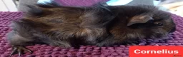 Guinea Pig rodents for sale: Aby type pet boars - Advert 7
