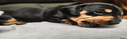 Dachshund dogs for sale: Beautiful Miniature Dachshund - Advert 25