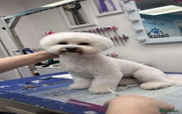 Bichon Frise dogs for sale: ✨ Bichon Frisé Puppies from Champion Bloodlines ✨ - Image 2