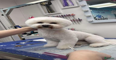 Bichon Frise dogs - Advert 4