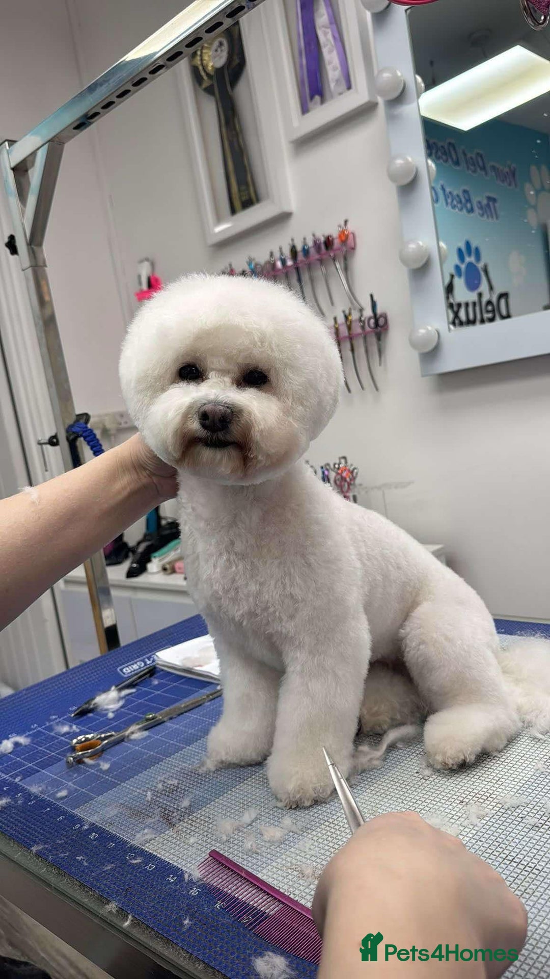 Bichon Frise dogs for sale: ✨ Bichon Frisé Puppies from Champion Bloodlines ✨ - Image 2