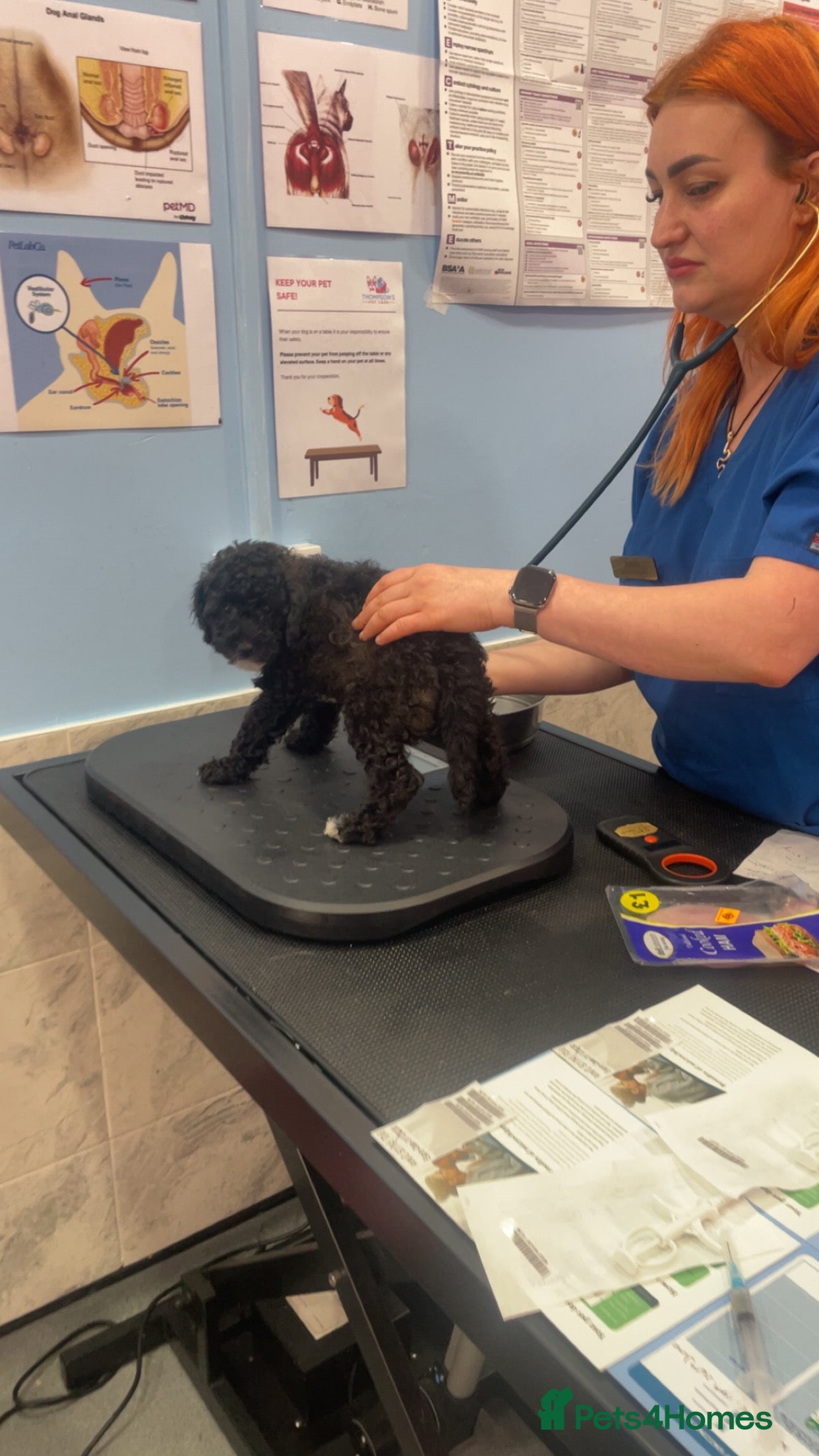 Poochon dogs for sale: Ready to leave NOW poochons🐶❤️ - Advert 7