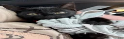 Mixed Breed cats for sale: OSKAR black two year old male  - Advert 5