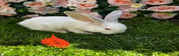 Continental Giant rabbits for sale: 4 mail continental Giants in Canterbury - Advert 5
