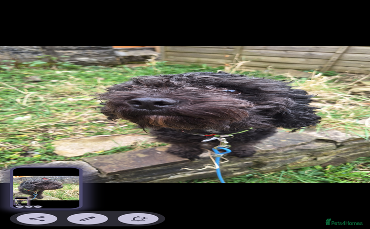 Poochon dogs - Advert 1