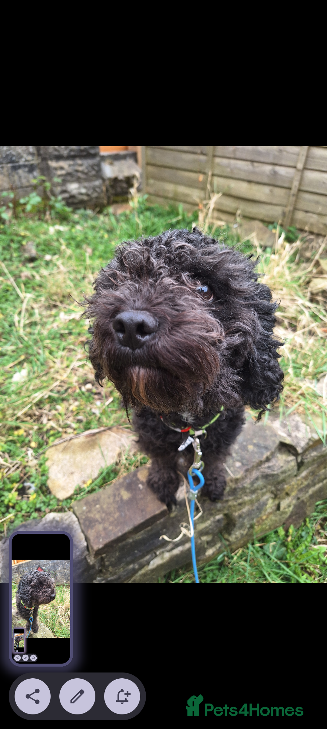 Poochon dogs for sale: 2 year old poochon boy in need of forever home  - Image 1