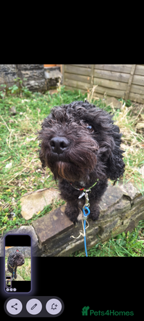 Poochon dogs - Advert 1