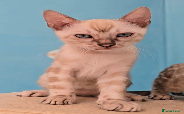 Bengal cats - Advert 7