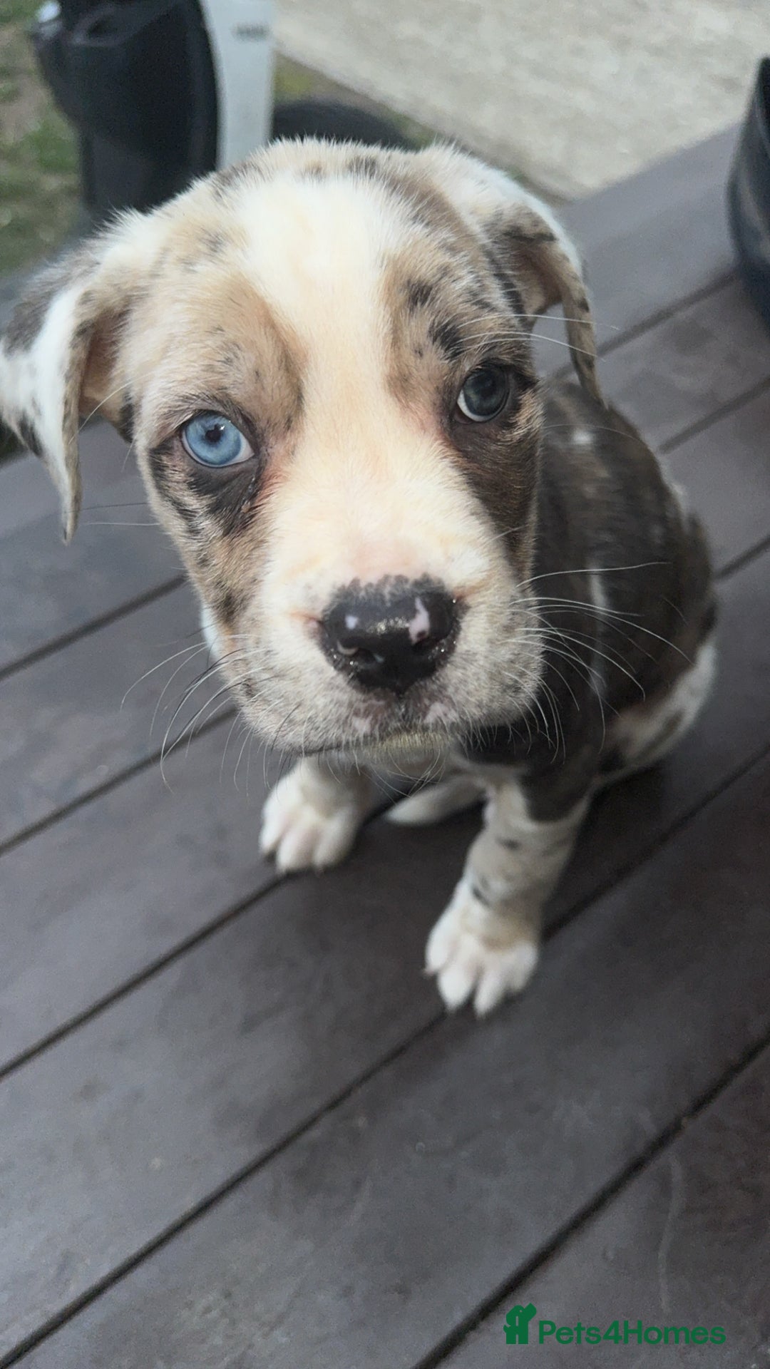 Cane Corso dogs for sale: cane corso pup harley quinn bo4bloodline mother  - Image 1