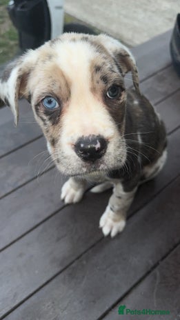Cane Corso dogs - Advert 5