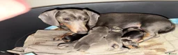 Miniature Dachshund dogs for sale: Mini dachshund  - Advert 4