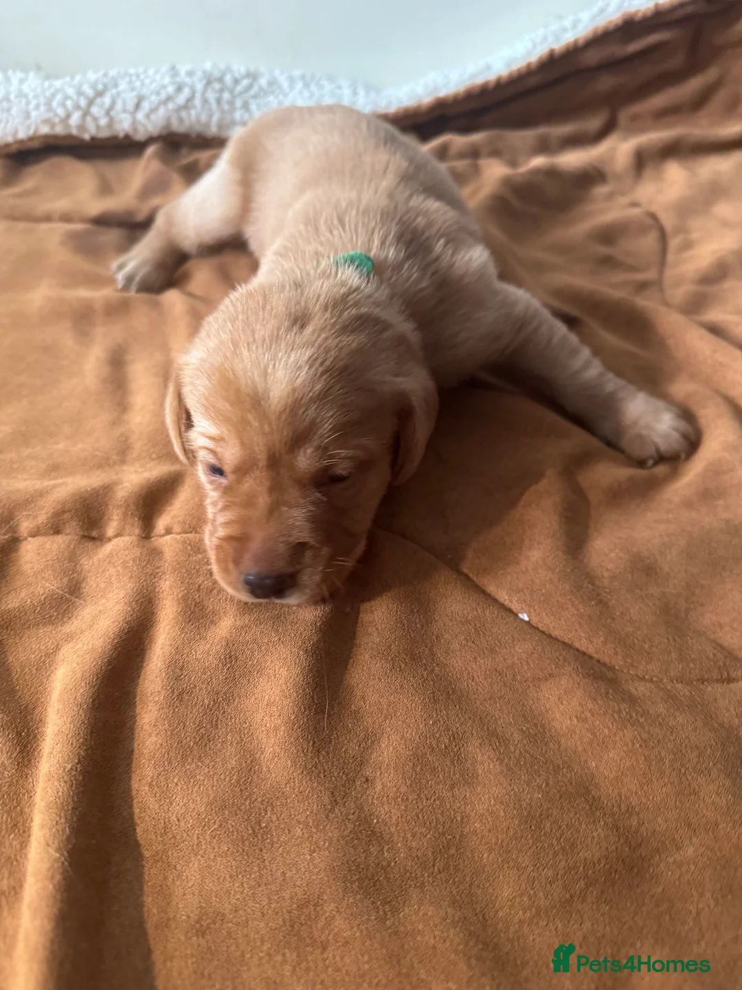 Labrador Retriever dogs for sale: (3 Left) Beautiful purebred Labrador puppies  - Advert 35