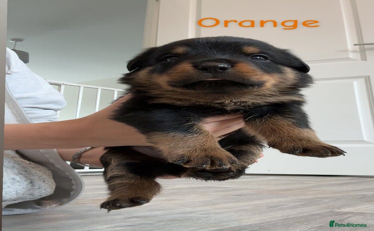 Rottweiler dogs - Advert 1