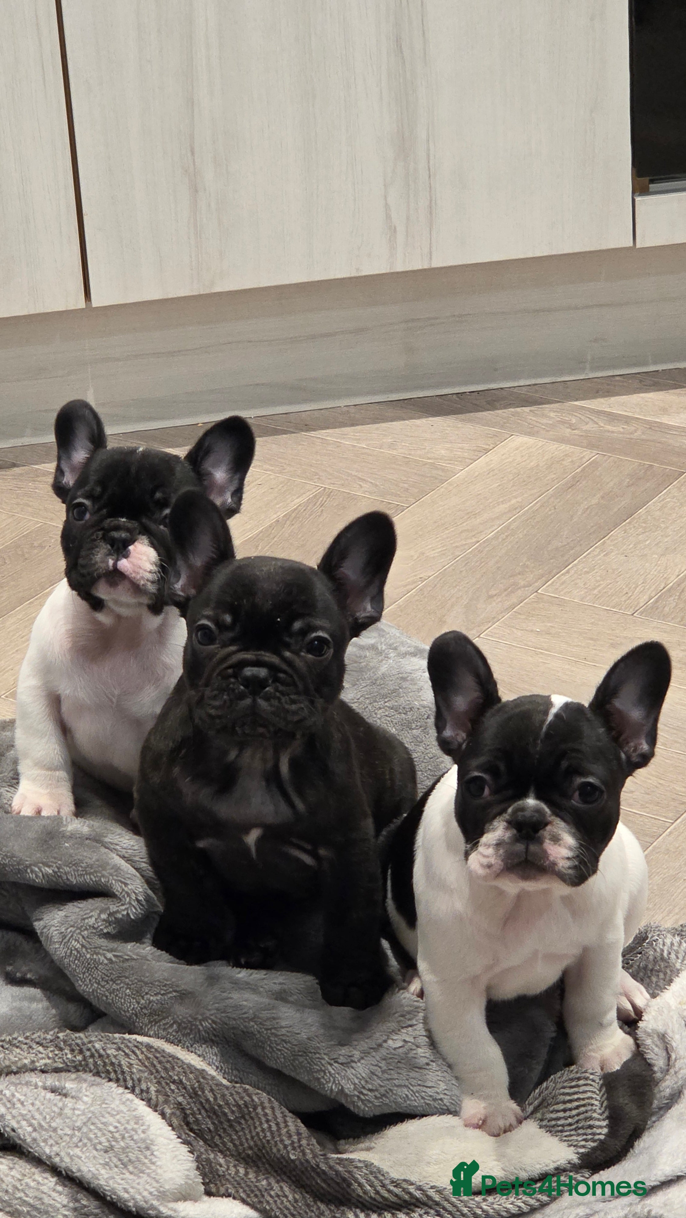 French Bulldog dogs French bulldog puppies 4 puppies still available  - Advert 2