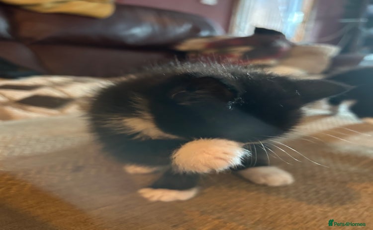 Mixed Breed cats - Advert 10