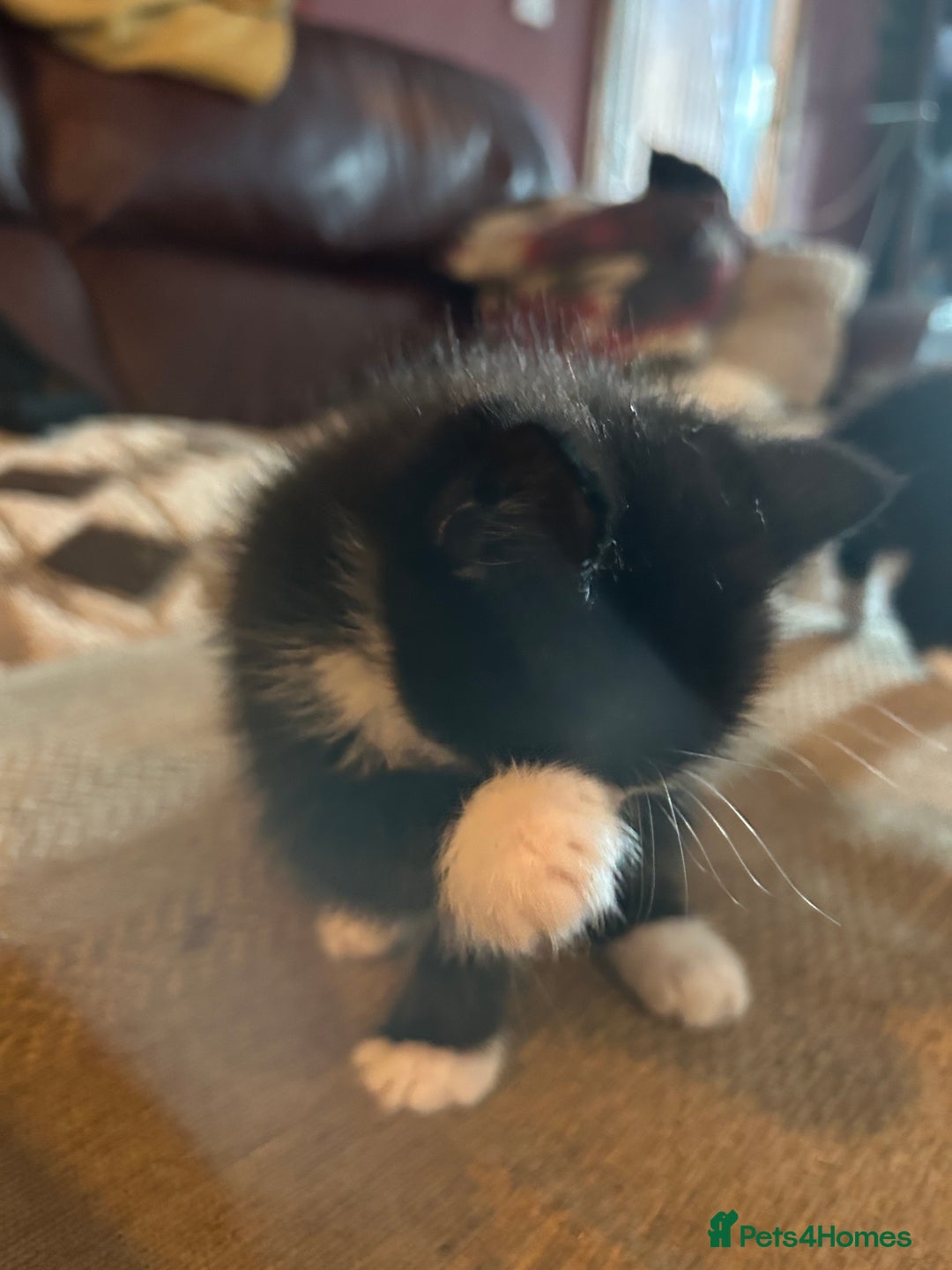 Mixed Breed cats for sale: Beautiful ragdoll x bsh - Image 1
