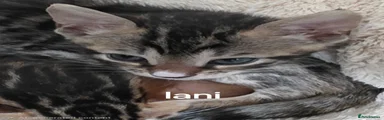 Lani