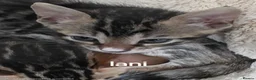 Bengal cats for sale: Bengal kittens  - Advert 5