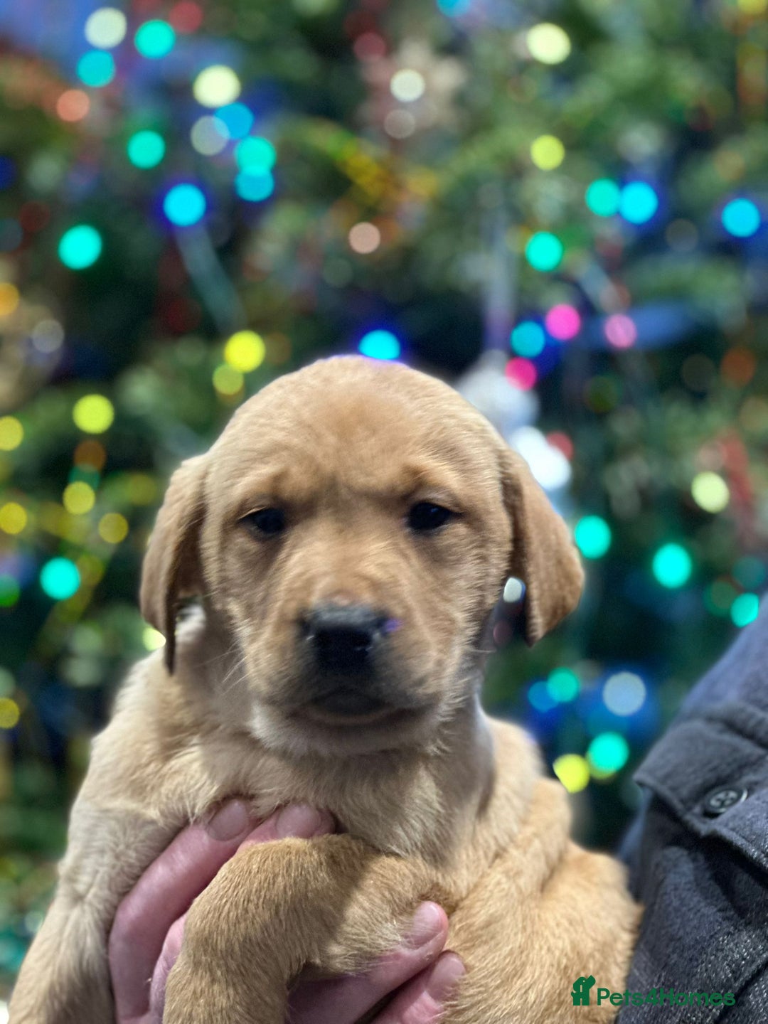 Labrador Retriever dogs for sale: 7 week old fantastic labrador pups  - Advert 19