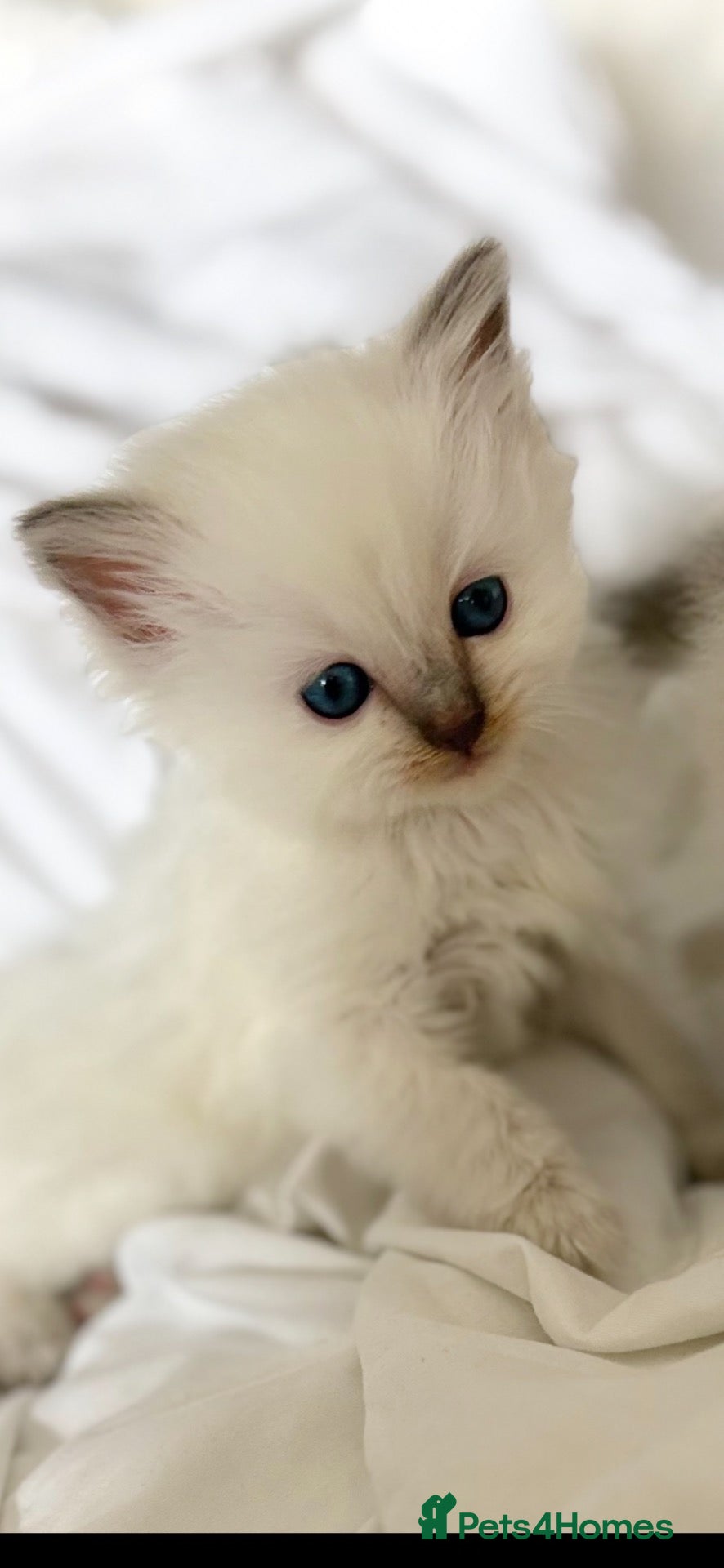 Ragdoll cats 🌸 Exceptional GCCF Babies 🌸 - Advert 16