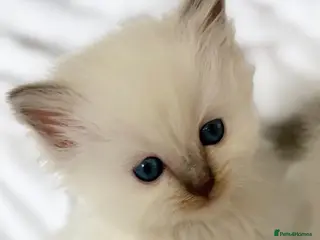 Ragdoll cats 🌸 Exceptional GCCF Babies 🌸 - Advert 16