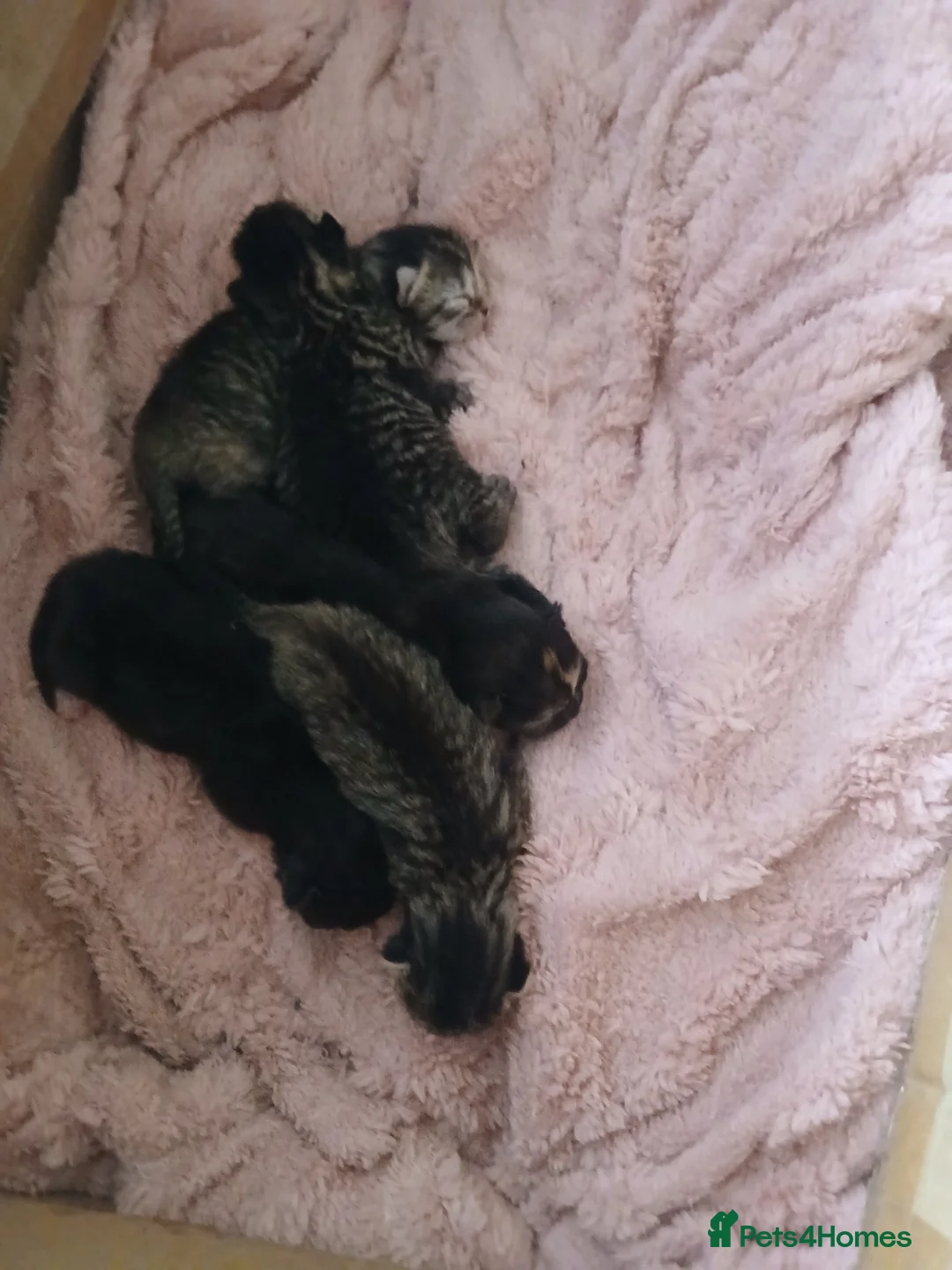 British Shorthair cats for sale: Kitten for sale  - Advert 1