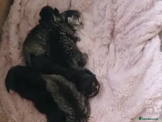 British Shorthair cats Kitten for sale - Advert 1