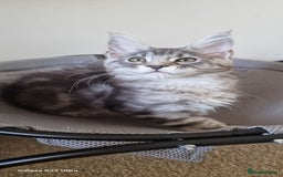 Maine Coon cats for sale: Pure Maine coon - Image 8