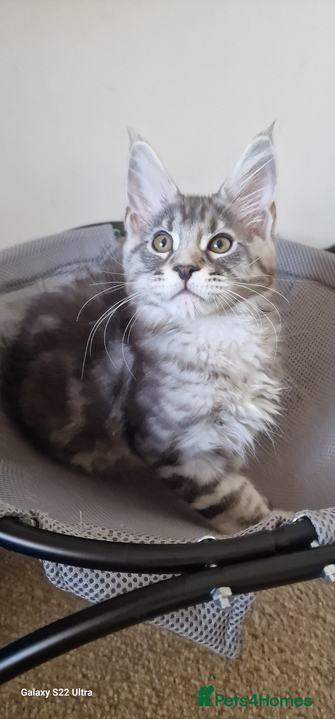 Maine Coon cats for sale: Pure Maine coon - Image 8