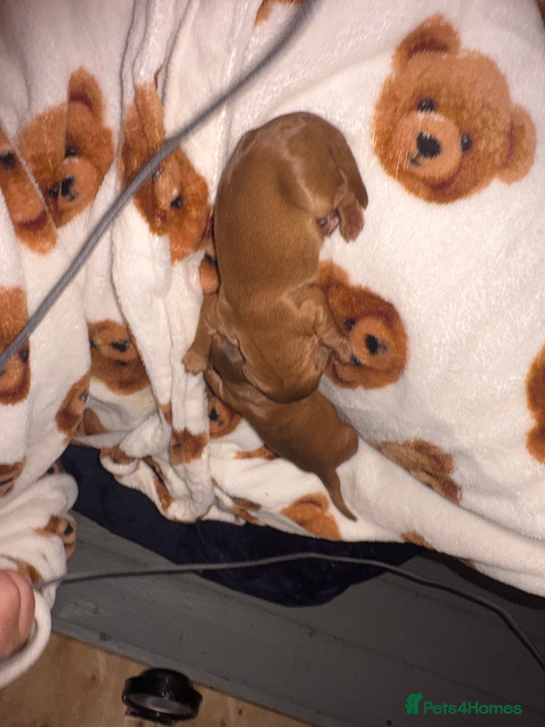 Mixed Breed dogs for sale: ❣️ beautiful Puppie’s ❣️ - Image 17