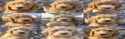 Double Doodle dogs for sale: Standard Double Doodle Puppies Due November🤎🐾 - Advert 7