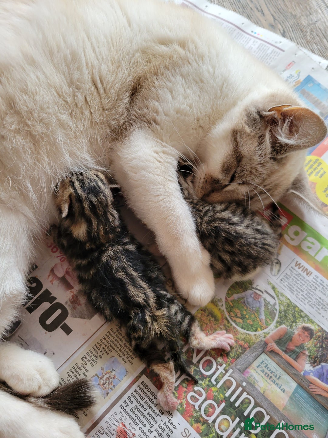 Mixed Breed cats for sale: 4 adorable kittens for sale - Image 21