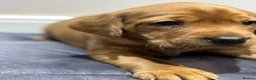 Labrador Retriever dogs for sale:   Stunning Labrador Retriever puppies for sale. - Advert 1